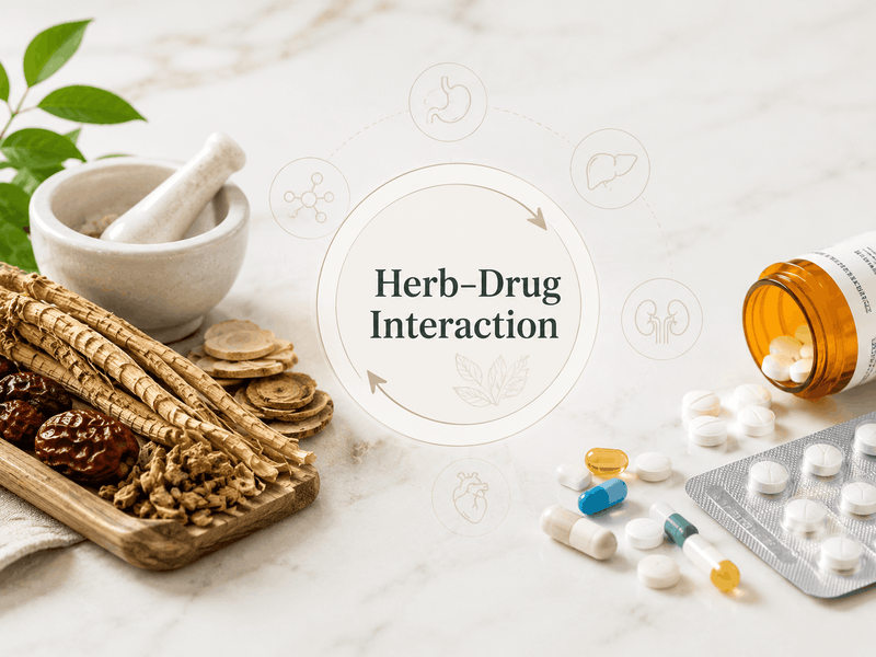 A herb–drug interaction diagram with dried herbs and a mortar on one side and prescription pills on the other, linked by organ icons